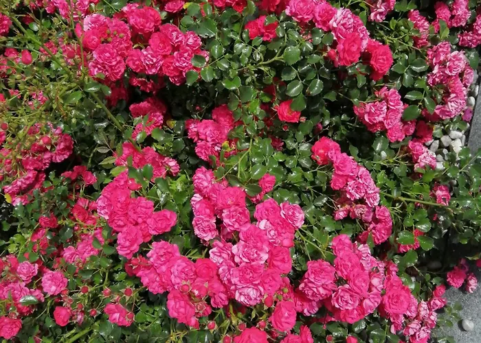 Διαμέρισμα Schele *